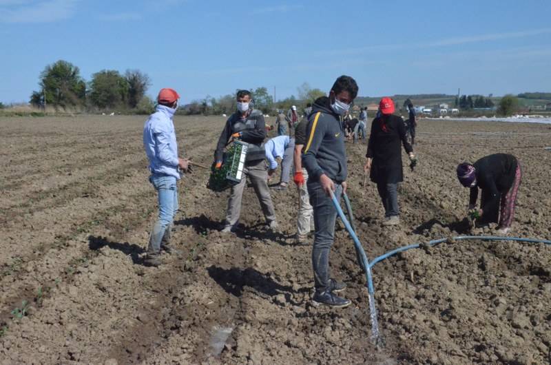 Sokağa çıkma kısıtlaması bulunan Samsun'da özel izinle biber ekimi 13