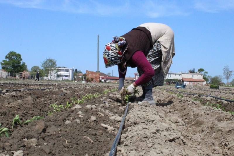 Bafra Ovasın da Anarşit Domates ve Kapri Salçalık Biber Toprakla Buluştu 6