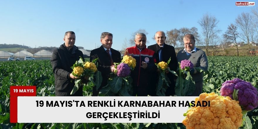 19 Mayıs'ta Renkli Karnabahar Hasadı Gerçekleştirildi