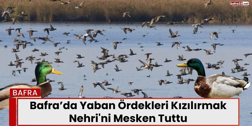 Bafra’da Yaban Ördekleri Kızılırmak Nehri'ni Mesken Tuttu