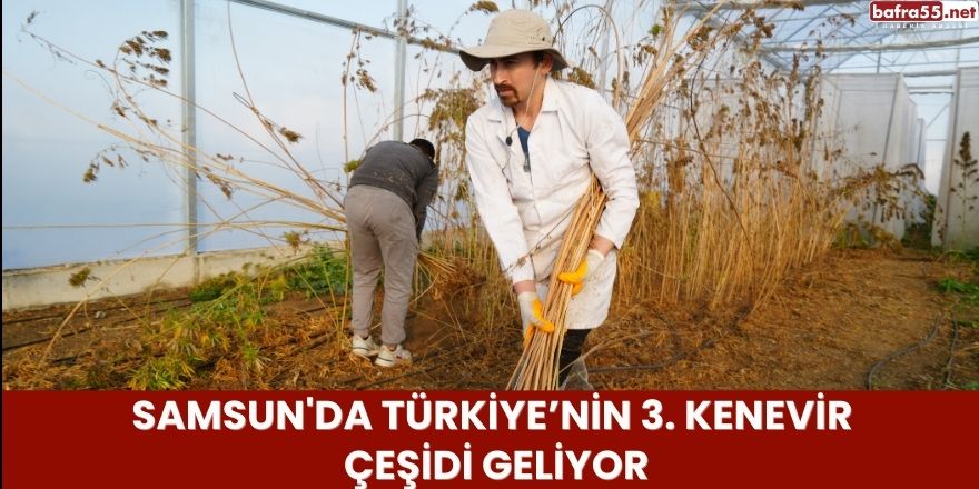 Samsun'da Türkiye’nin 3. kenevir çeşidi geliyor