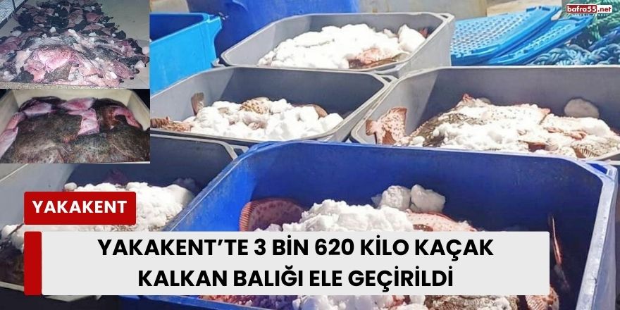 Yakakent’te 3 Bin 620 Kilo Kaçak Kalkan Balığı Ele Geçirildi