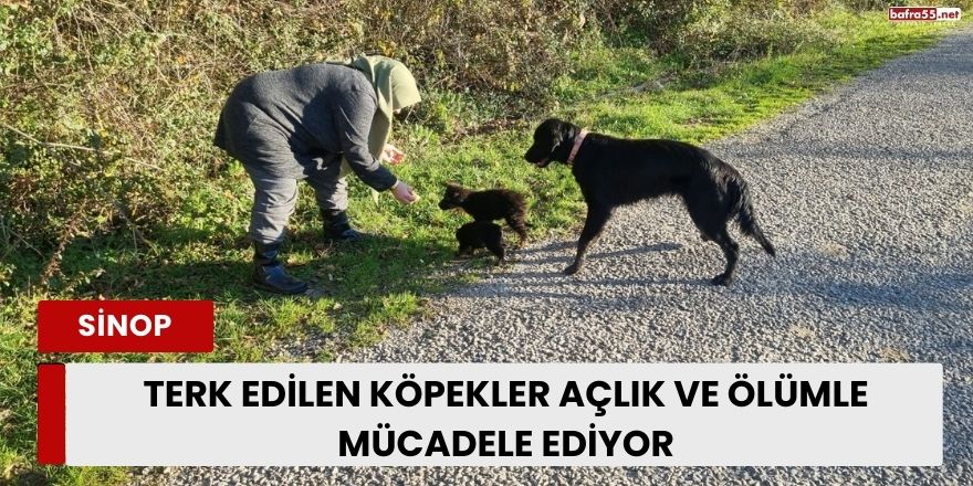 Terk Edilen Köpekler Açlık ve Ölümle Mücadele Ediyor