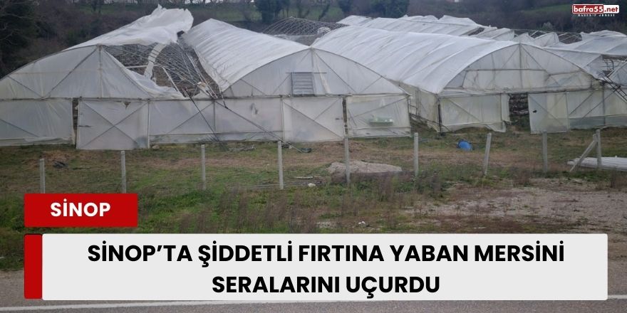 Sinop’ta Şiddetli Fırtına Yaban Mersini Seralarını Uçurdu