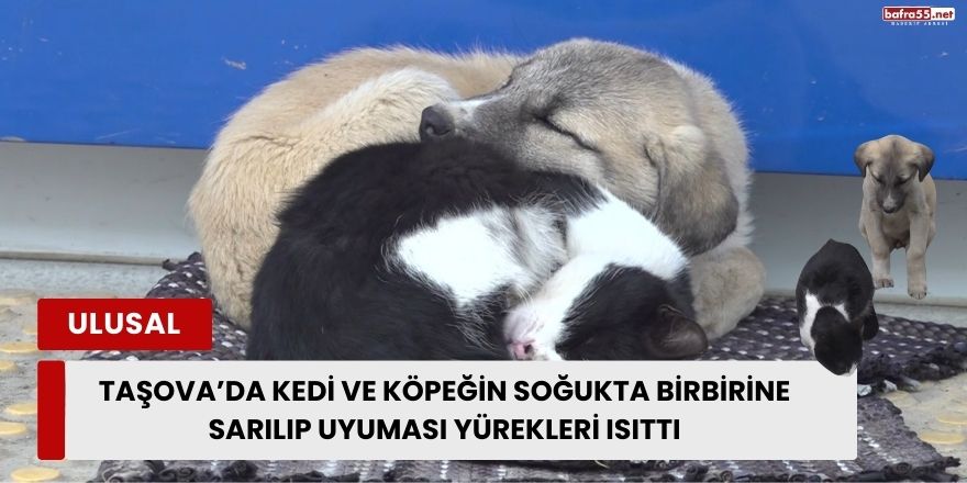 Taşova’da Kedi ve Köpeğin Soğukta Birbirine Sarılıp Uyuması Yürekleri Isıttı