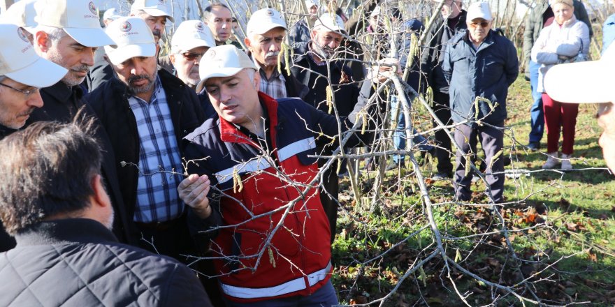 Terme'de Fındık Budama Yarışması Düzenlendi