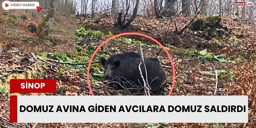 Domuz Avına Giden Avcılara Domuz Saldırdı