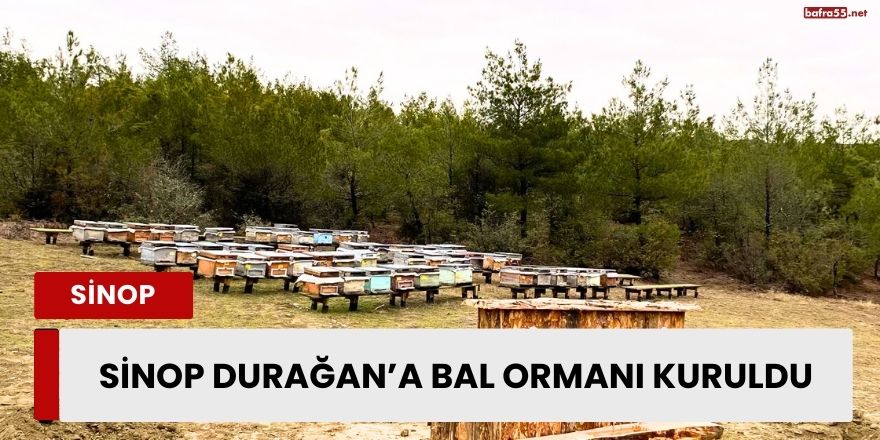 Sinop Durağan’a Bal Ormanı Kuruldu