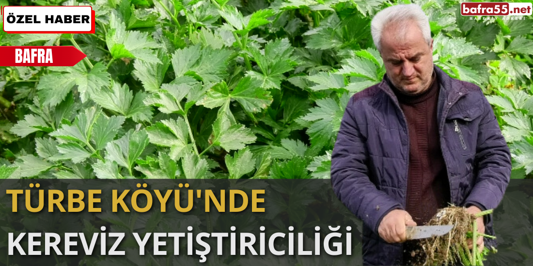 Türbe Köyü'nde Kereviz Yetiştiriciliği