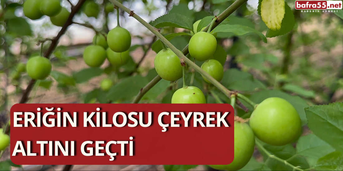 Eriğin Kilosu Çeyrek Altını Geçti