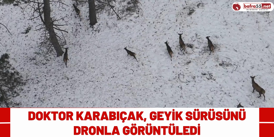 Doktor Karabıçak, Geyik Sürüsünü Dronla Görüntüledi