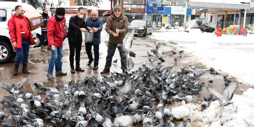 Alaçam’da Sokak Hayvanlarına Kış Desteği