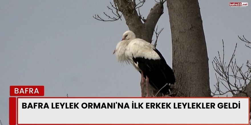 Bafra Leylek Ormanı'na ilk erkek leylekler geldi