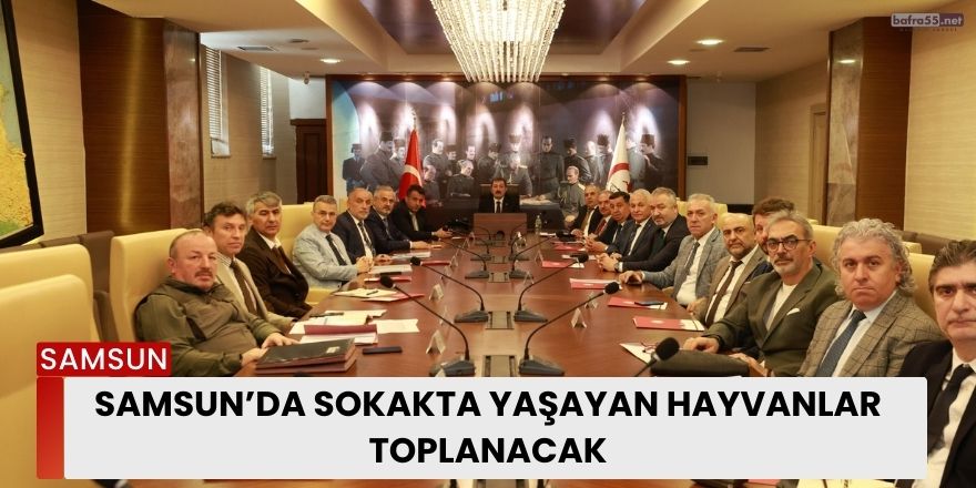 Samsun’da sokakta yaşayan hayvanlar toplanacak