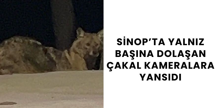 Sinop’ta Yalnız Başına Dolaşan Çakal Kameralara Yansıdı