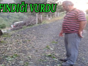 DOLU YAĞIŞI FINDIĞI VURDU