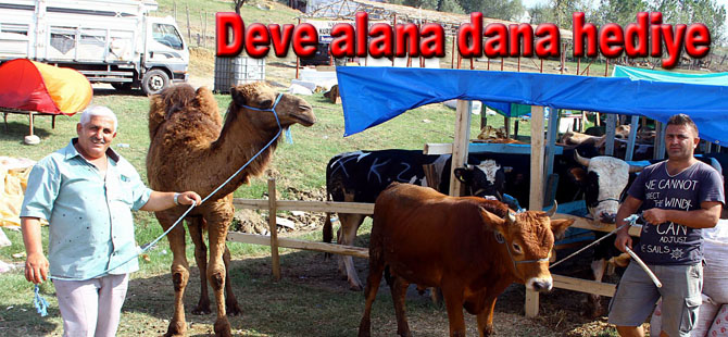 Deveyi alana tosun hediye