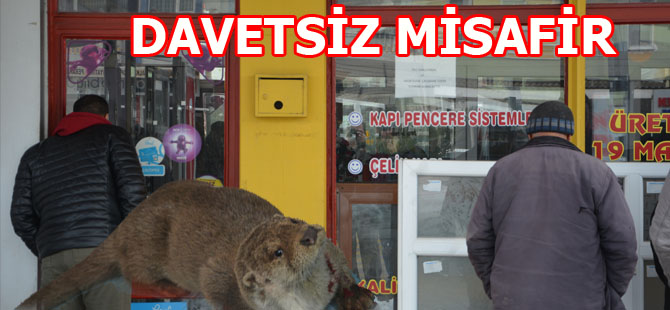 19 MAYIS’TA DAVETSİZ MİSAFİR SANSAR