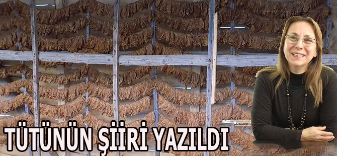 Bafra Tütününün Şiiri Yazıldı