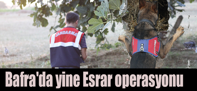 Bafra'da yine Esrar operasyonu