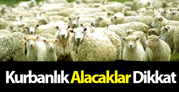 Kurbanlık alacaklara önemli uyarı