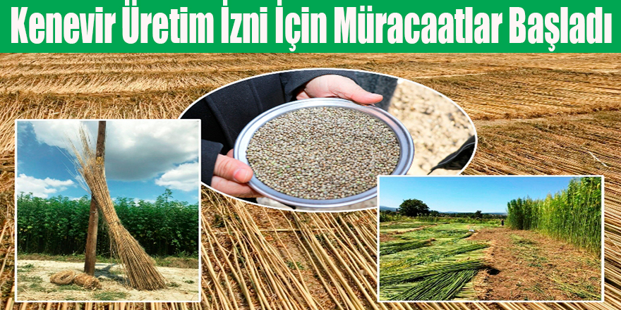 Kenevir Üretim İzni İçin Müracaatlar Başladı