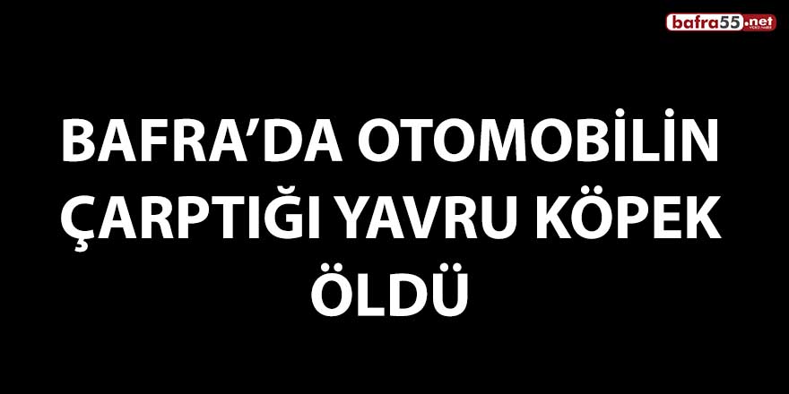 Bafra’da otomobilin çarptığı yavru köpek öldü