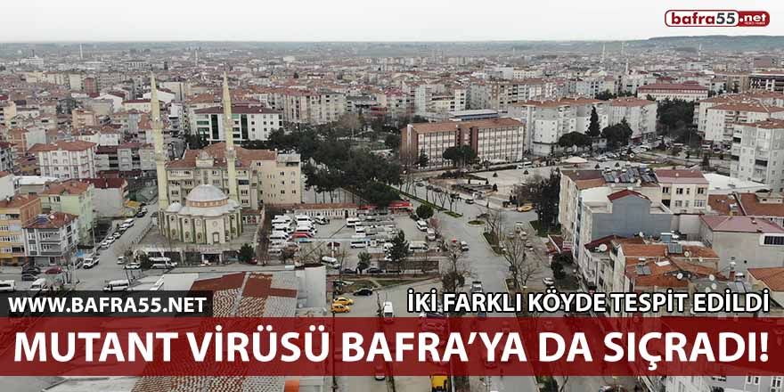 Mutant virüs Bafra’ya da sıçradı! İki farklı köyde tespit edildi