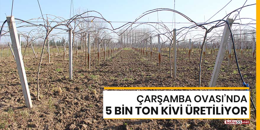 Çarşamba Ovası'nda 5 bin ton kivi üretiliyor