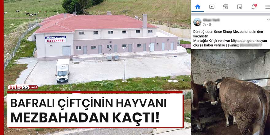 Bafralı çiftçinin hayvanı mezbahadan kaçtı!