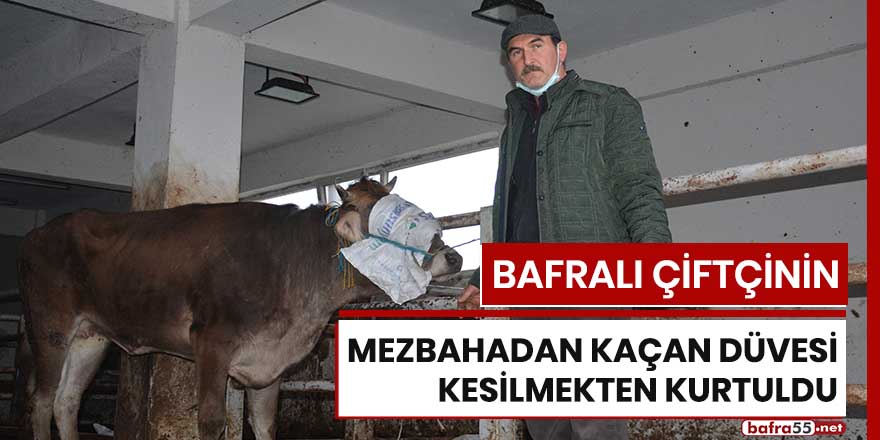 Bafralı çiftçinin mezbahadan kaçan düvesi kesilmekten kurtuldu