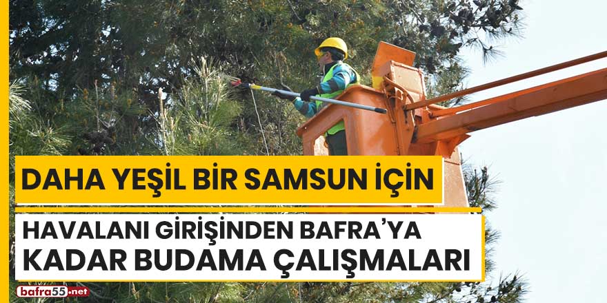 Havaalanı girişinden Bafra'ya kadar budama çalışmaları sürüyor