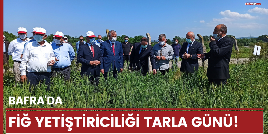 Bafra’da Fiğ Yetiştiriciliği Tarla Günü!