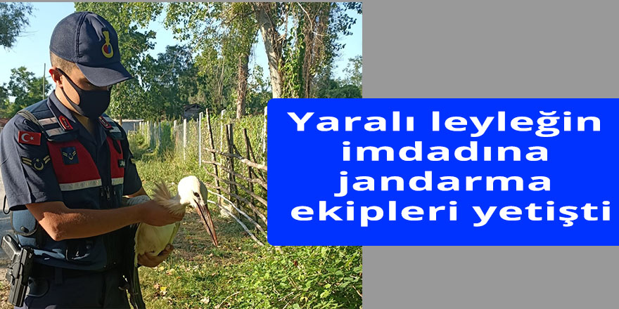 Yaralı leyleğin imdadına jandarma ekipleri yetişti