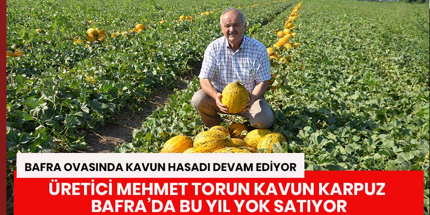 Bafra'da 15 bin dönüm üzerine kavun hasadı başladı