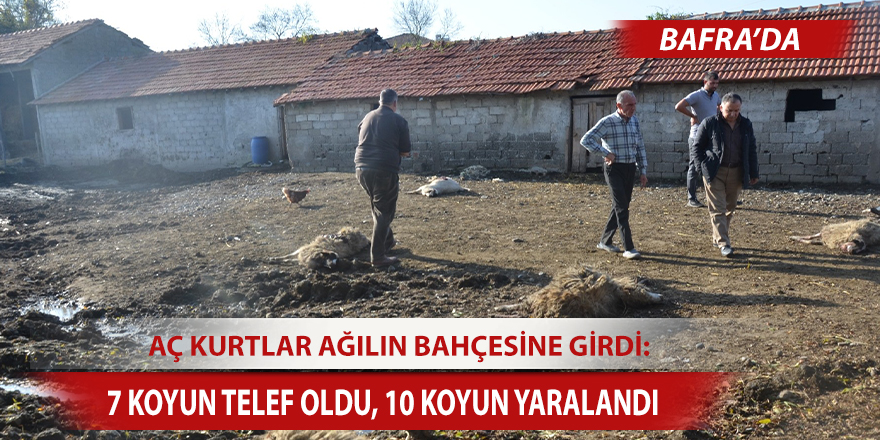 Bafra'da aç kurtlar ağılın bahçesine girdi