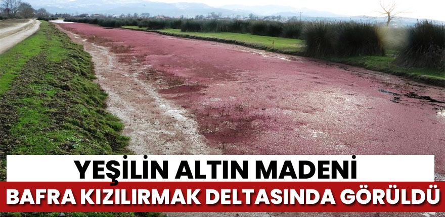 Yeşil Altın Madeni Bafra'da görüldü