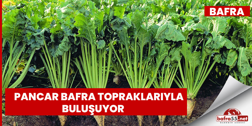 Pancar Bafra Topraklarıyla Buluşuyor