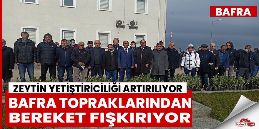 Bafra’da zeytin yetiştiriciliği artırılıyor