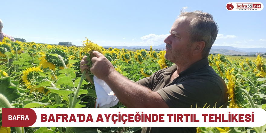 Bafra'da Ayçiçeğinde tırtıl tehlikesi