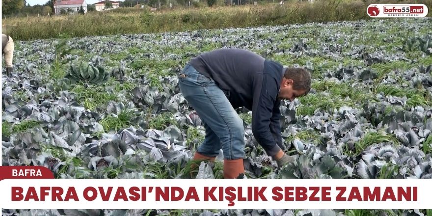 Bafra Ovası’nda kışlık sebze zamanı