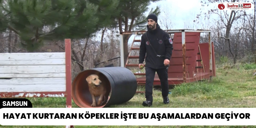 Hayat Kurtaran Köpekler İşte Bu Aşamalardan Geçiyor