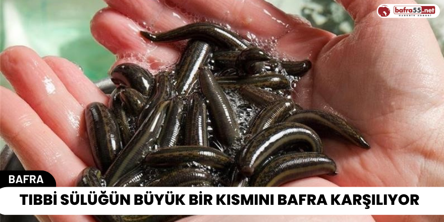 Tıbbi Sülüğün Büyük Bir Kısmını Bafra Karşılıyor