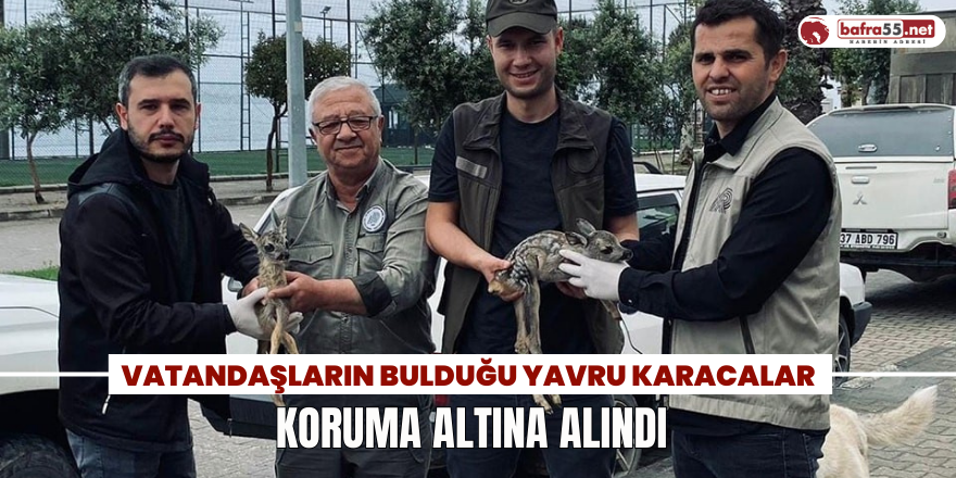 Vatandaşların Bulduğu Yavru Karacalar Koruma Altına Alındı