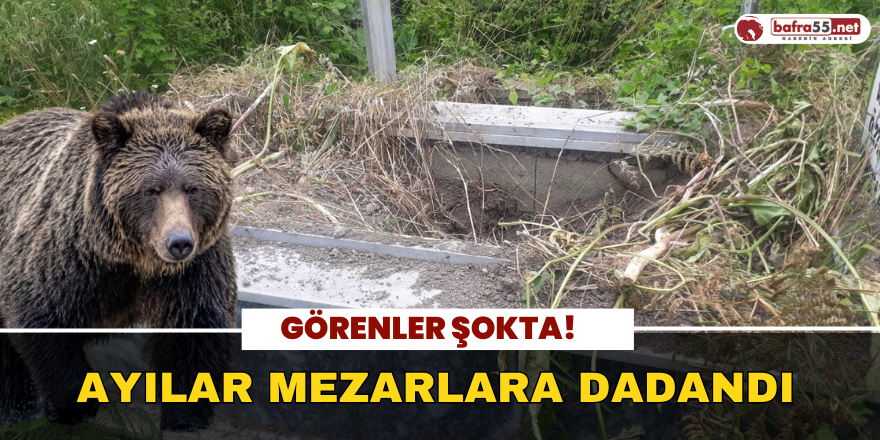 Ayılar Mezarlara Dadandı