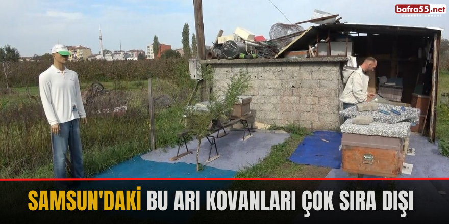 Samsun'daki bu arı kovanları çok sıra dışı