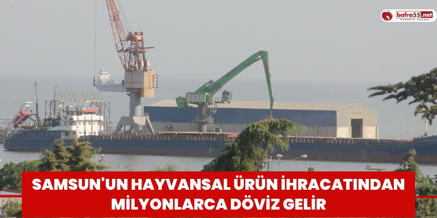 Samsun'un hayvansal ürün ihracatından milyonlarca döviz gelir