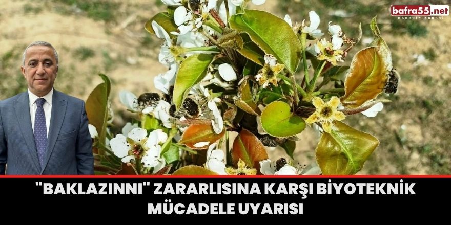 "Baklazınnı" zararlısına karşı biyoteknik mücadele uyarısı