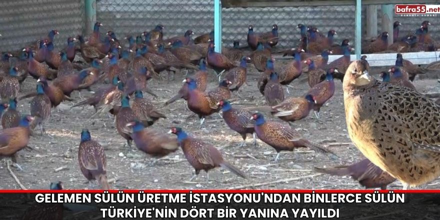 Gelemen Sülün Üretme İstasyonu'ndan Binlerce Sülün Türkiye'nin Dört Bir Yanına Yayıldı