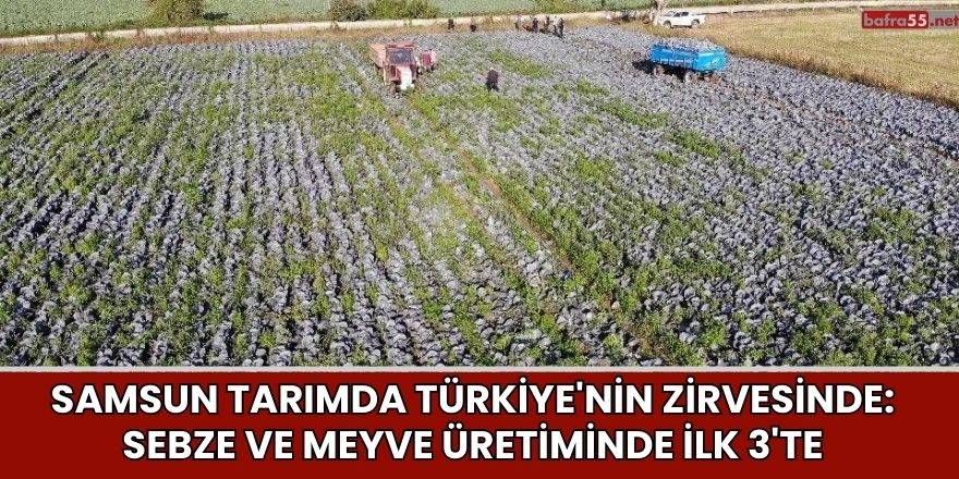 Samsun Tarımda Türkiye'nin Zirvesinde: Sebze ve Meyve Üretiminde İlk 3'te